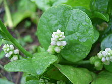 malabar-spinach