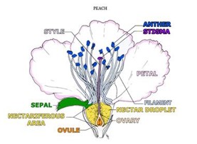 Flower Diagram